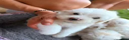 Mixed Breed dogs for sale: Bichon frise  in Bedford - Advert 11