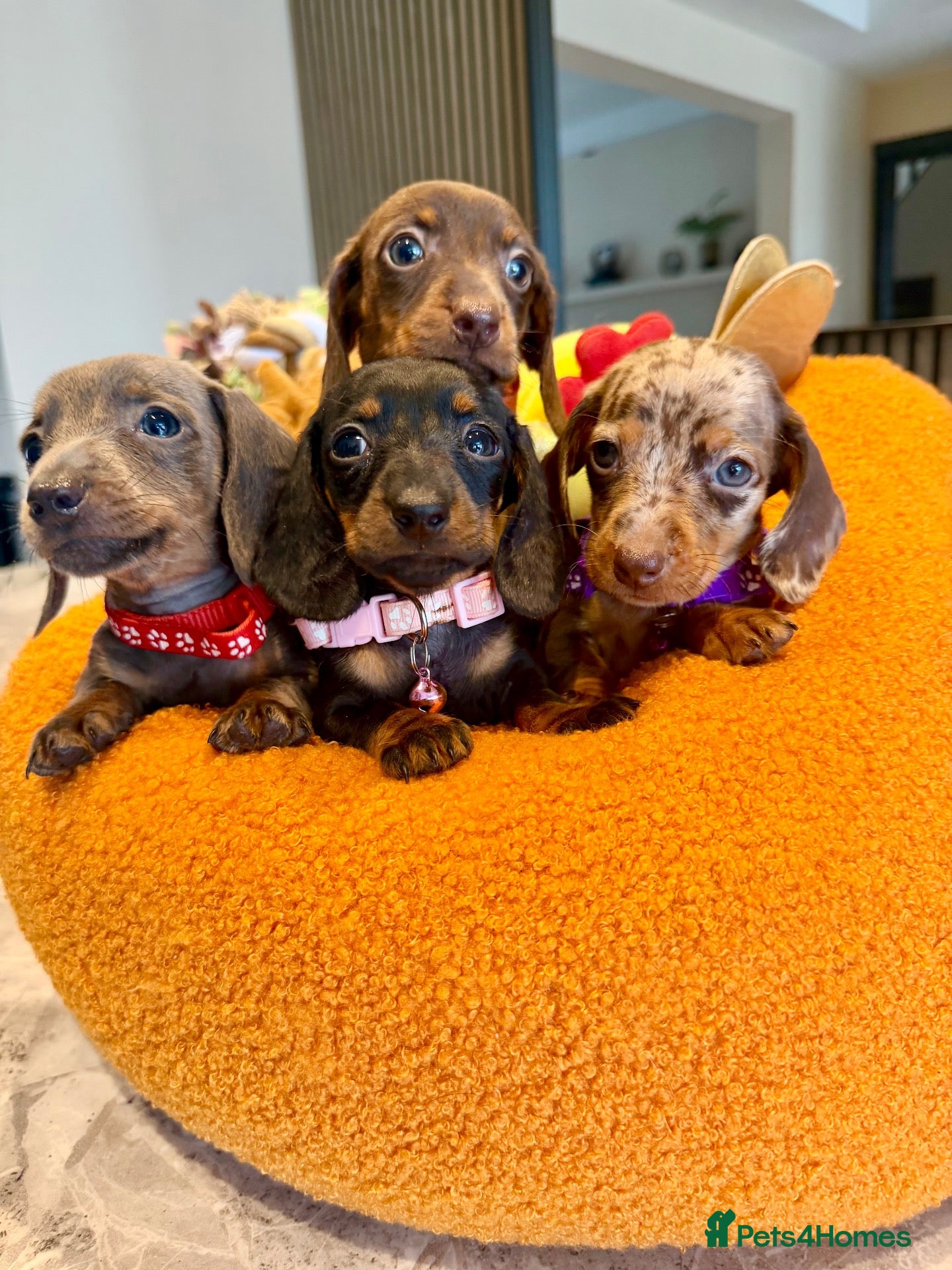 Miniature Dachshund dogs 🐾✨ GORGEOUS MINIATURE KC DACHSHUND PUPPIES ✨🐾 - Advert 1