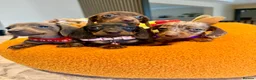 Miniature Dachshund dogs for sale: 🐾✨ GORGEOUS MINIATURE KC DACHSHUND PUPPIES ✨🐾 - Advert 9