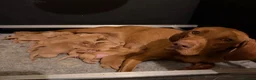 Hungarian Vizsla dogs for sale: KC Reg Hungarian Vizsla Pups Health Tested Parents - Advert 11