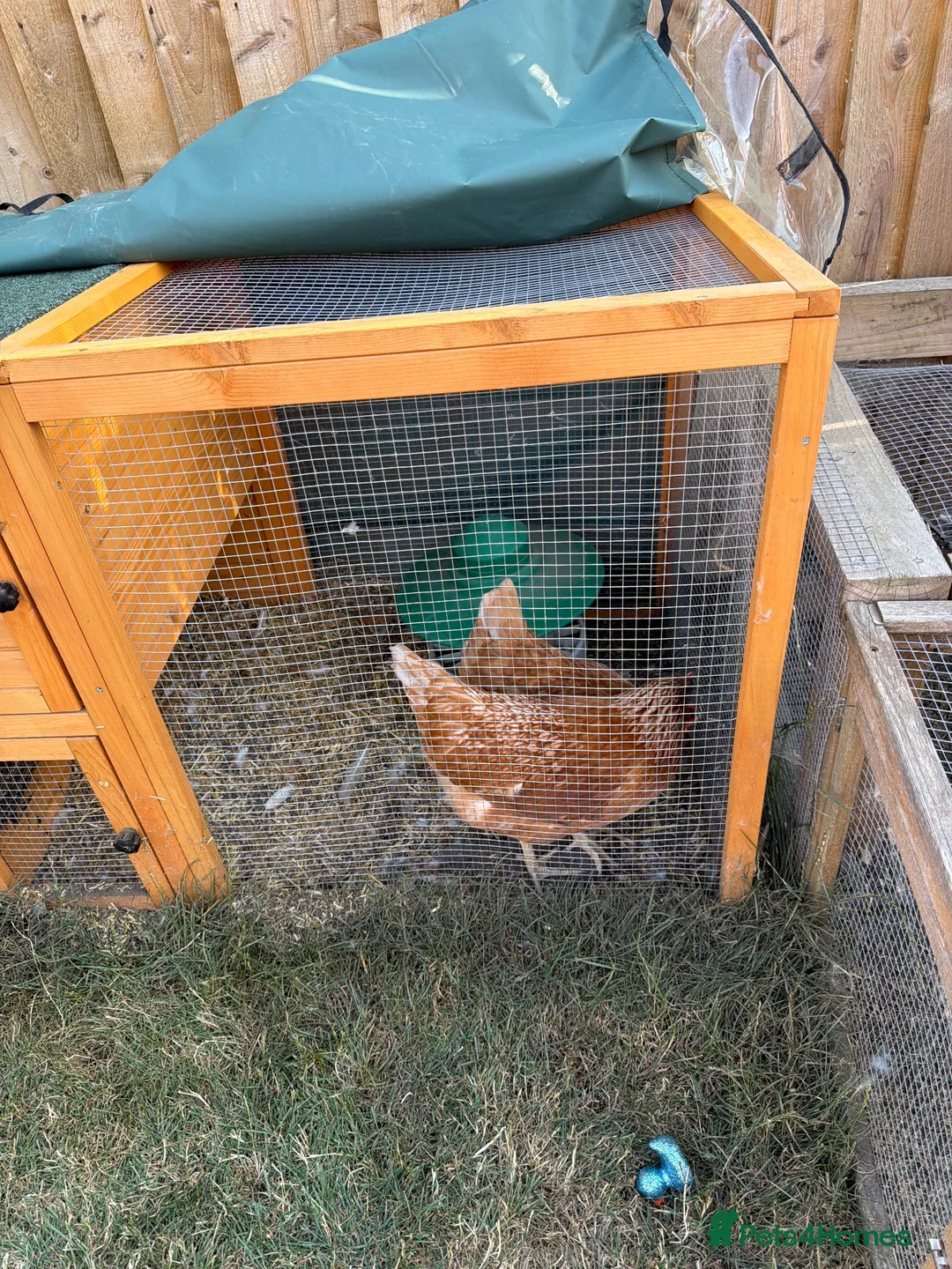 Chickens poultry for sale: 2x female chickens - Advert 1
