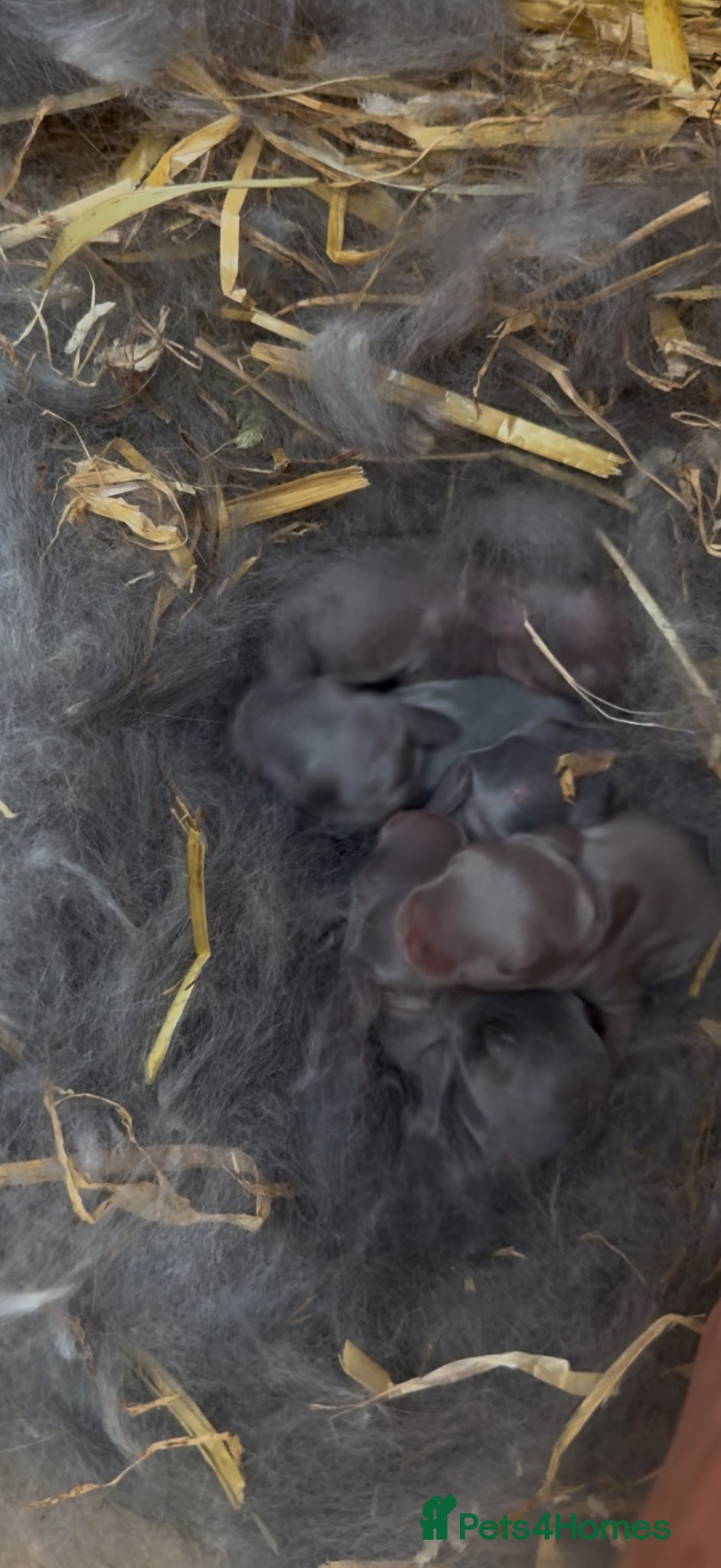 Mini Lop rabbits 🩶New Litter Of Blue & Lilac Mini Lops🩶 - Advert 11