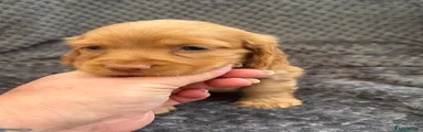 Cocker Spaniel 6