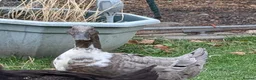 Ducks poultry for sale: 2 female ducks looking for home  - Advert 1