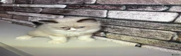 Ragdoll cats for sale: 4 pure ragdoll kitten ready to leave🐾 - Advert 13