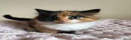 Mixed Breed cats for sale: Beautiful Fluffy Maine Coon Cross kitten  - Advert 10