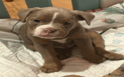 Old Tyme Bulldog dogs for sale: Old Tyme Bull Dog Puppies ( 8 weeks old) - Advert 6