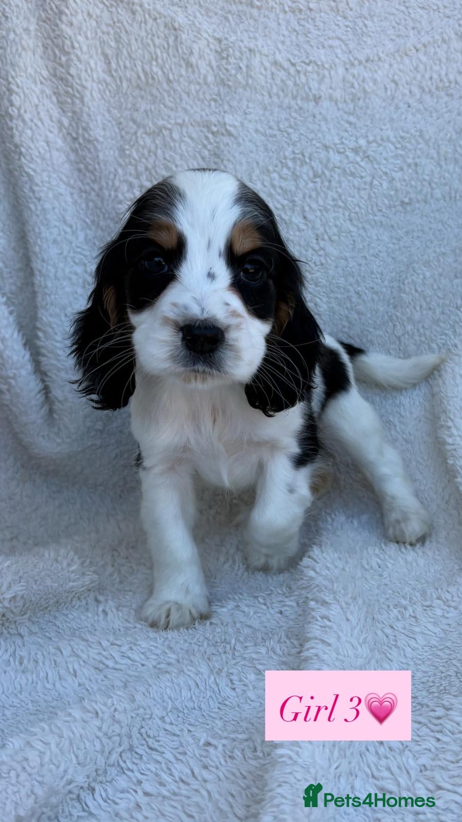 Cocker Spaniel dogs Health tested cocker spaniel puppies  - Advert 11