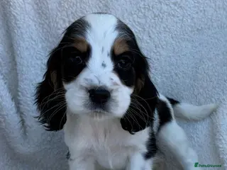 Cocker Spaniel dogs Health tested cocker spaniel puppies - Advert 11