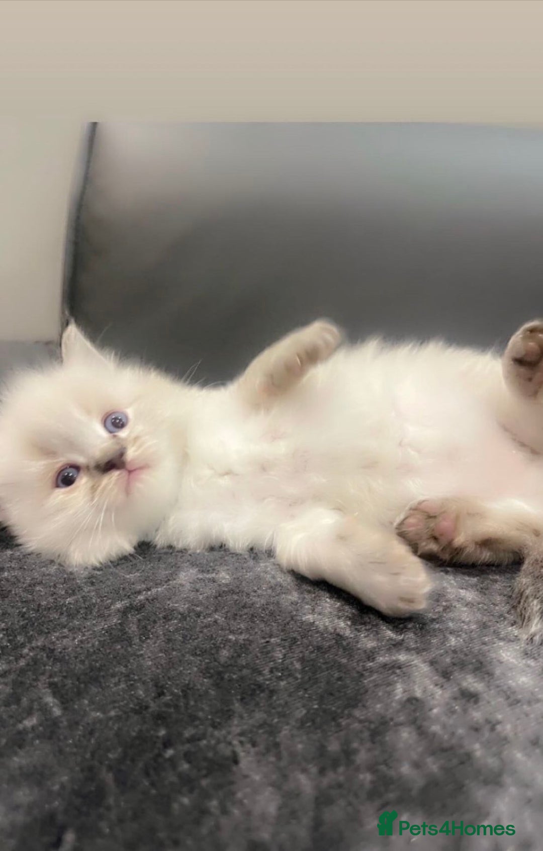 Ragdoll cats for sale: Stunning Pure breed ragdoll kittens  - Advert 6
