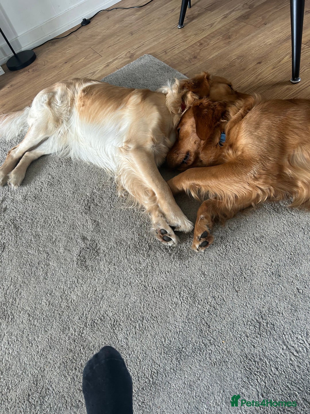 Golden Retriever dogs for sale: Two Golden retriever dogs for rehoming  - Image 10
