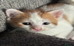 Bengal cats for sale: Half bengal half tabby kittens for good home - Image 4