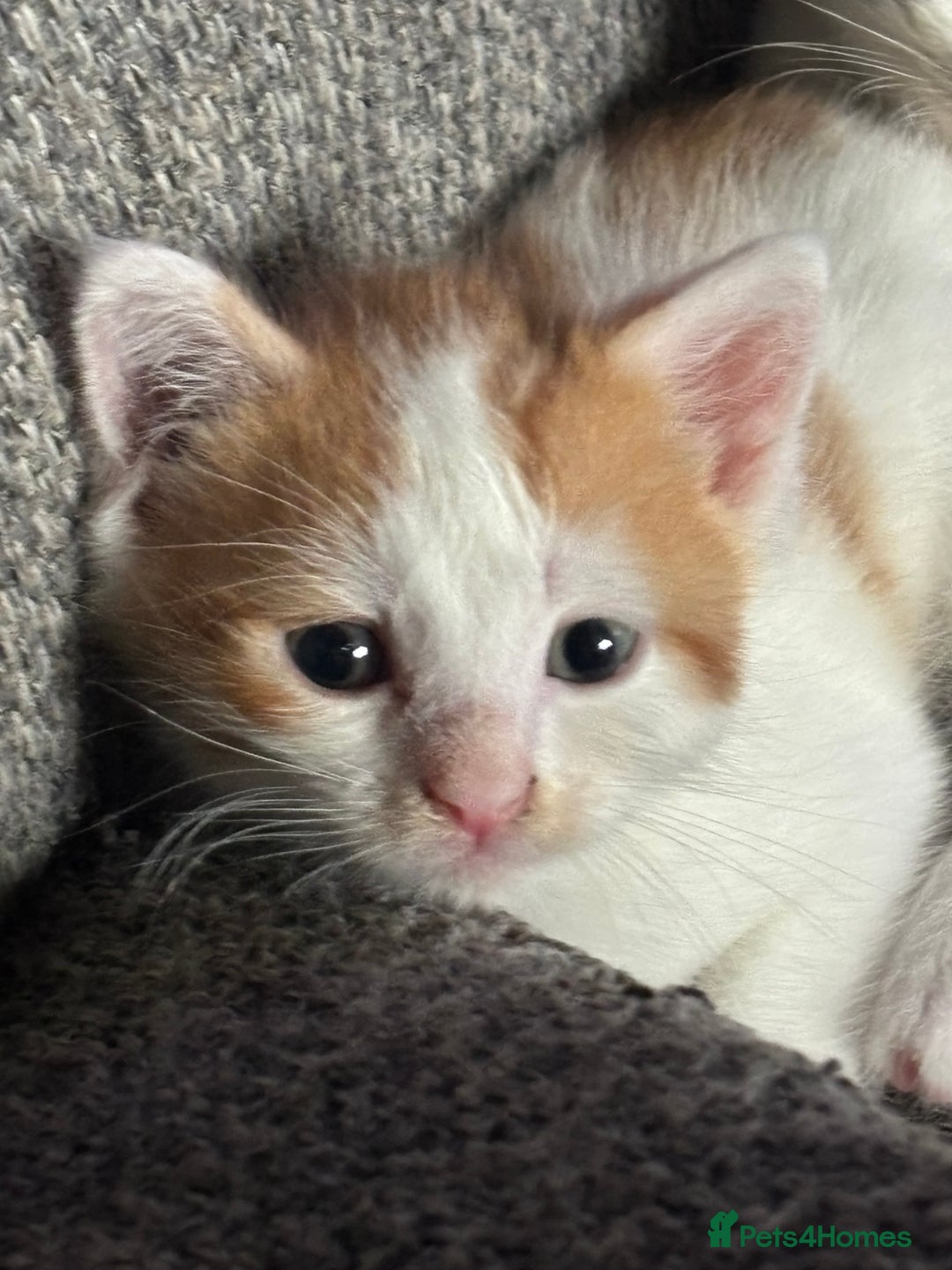 Bengal cats for sale: Half bengal half tabby kittens for good home - Image 4