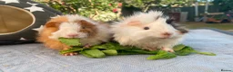Guinea Pig rodents for sale: Bonded teddy x Abyssinian males - Advert 21