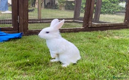 Mixed Breed rabbits for sale: 3 Mini Lop Cross Rabbits - Image 5