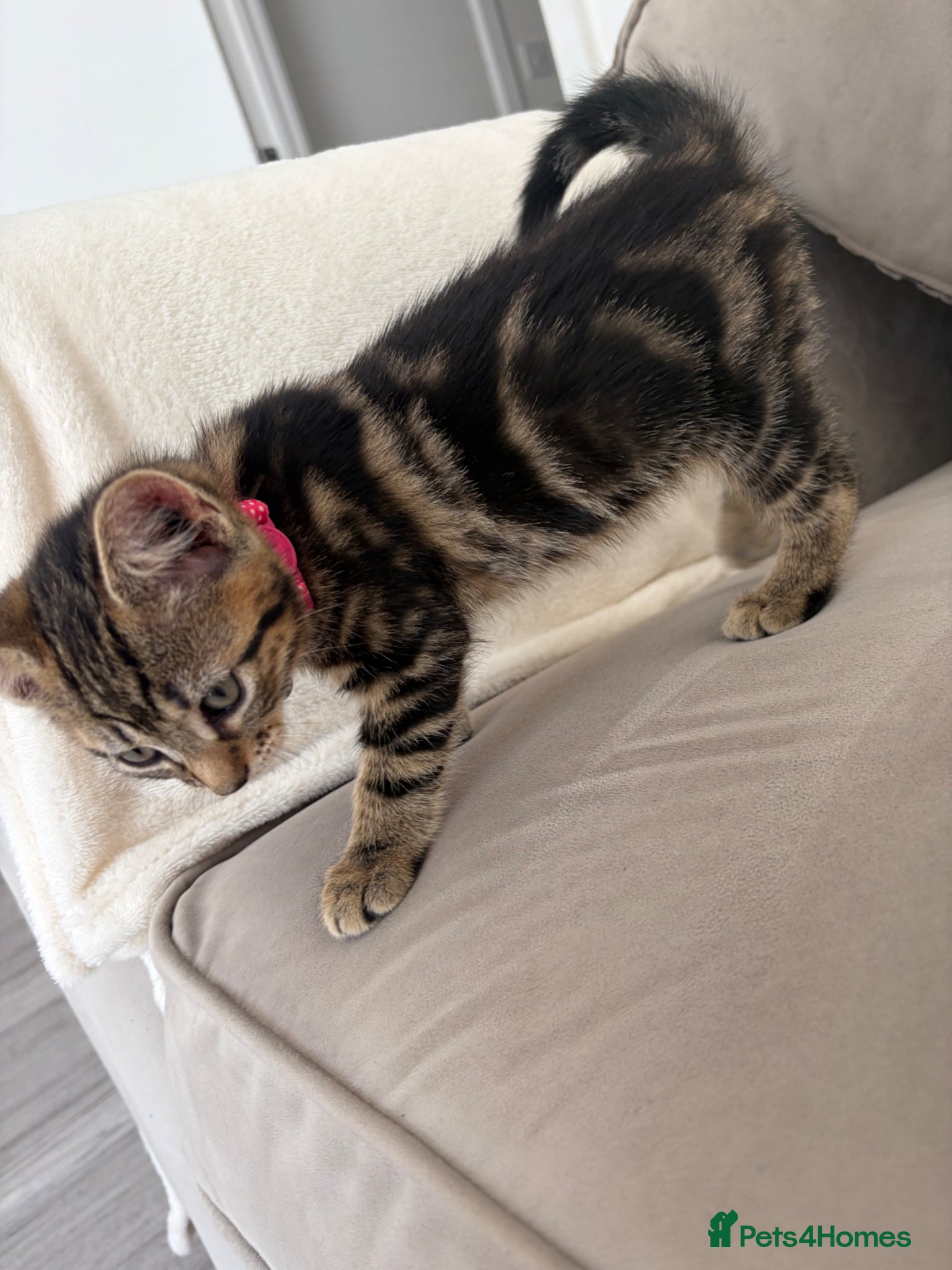 Bengal cats Last Bengal Cross Kitten Beautiful Girl Ready Now - Advert 3