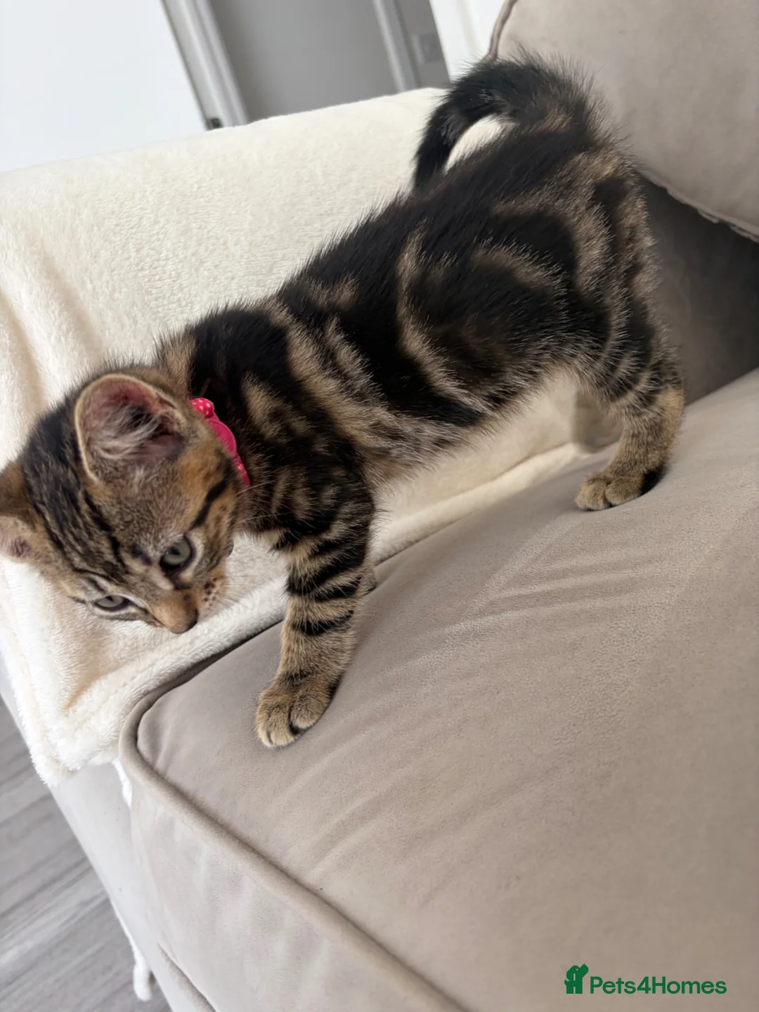 Bengal cats for sale: Last Bengal Cross Kitten Beautiful Girl Ready Now - Advert 1