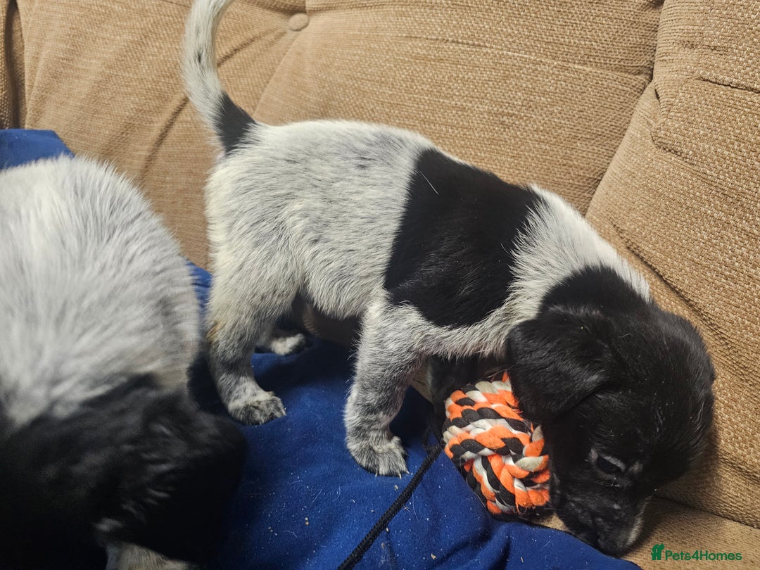 Mixed Breed dogs for sale: Labrador x Pointer Puppies - Advert 8