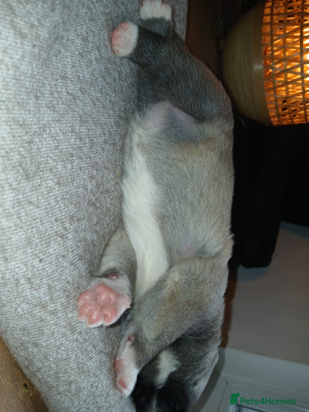 Akita dogs for sale: American Akita puppies on the way 21st of November - Advert 4