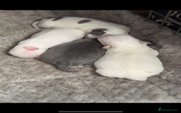 Chihuahua dogs for sale: lovely litter full breed chihuahua puppies - Advert 2