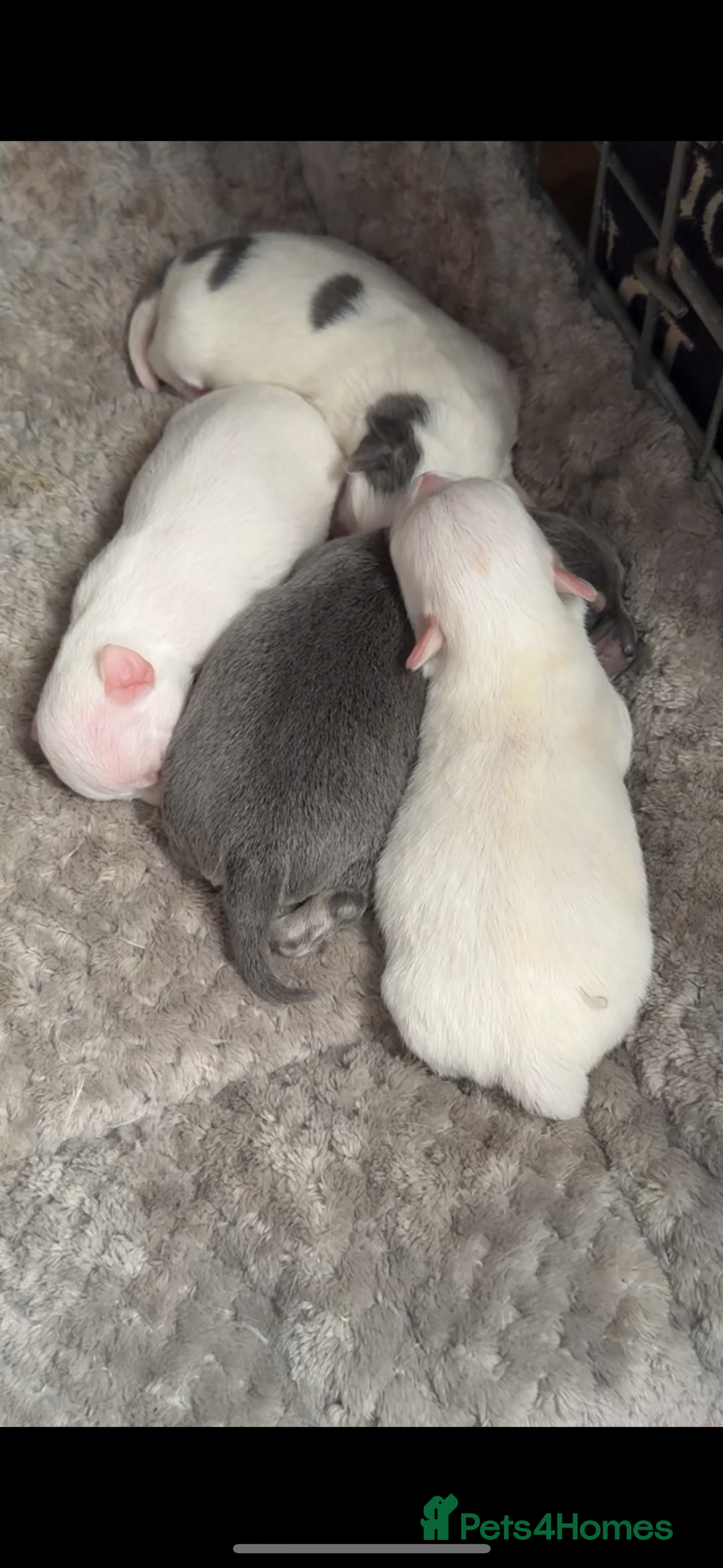 Chihuahua dogs for sale: lovely litter full breed chihuahua puppies - Advert 2