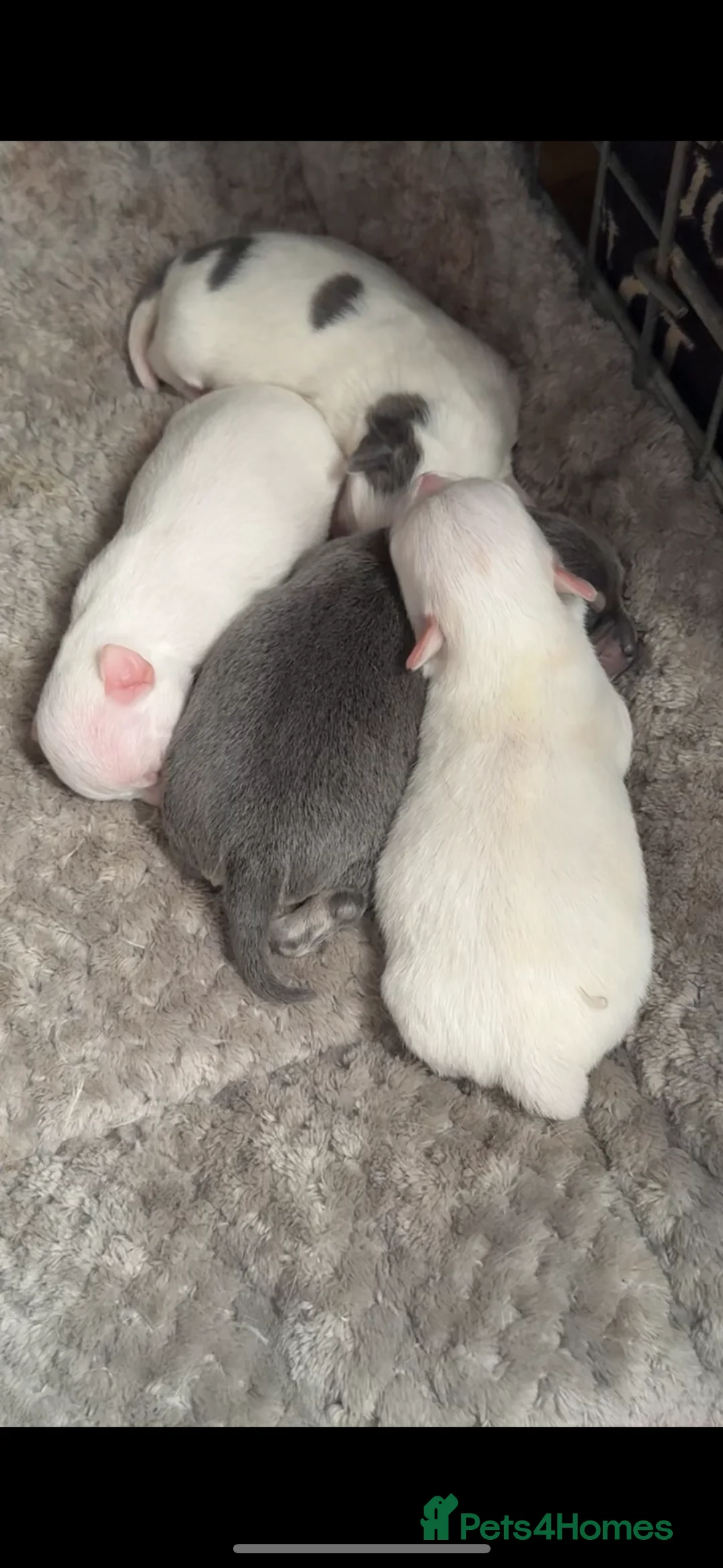 Chihuahua dogs for sale:   ** mall tiny chihuahua puppy READY TO LEAVE - Advert 3