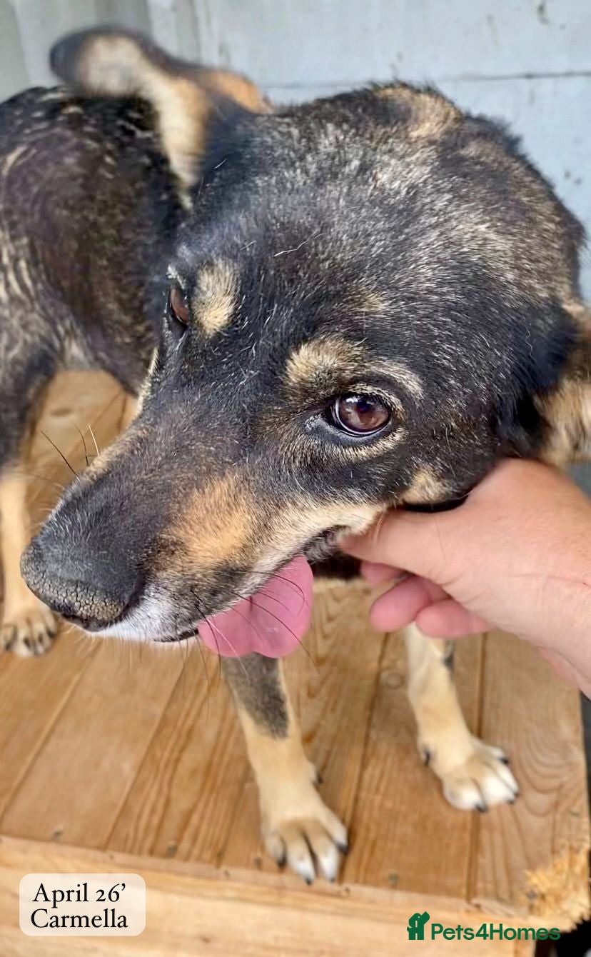 Mixed Breed dogs Carmella, 8 yrs approx. Available for adoption. - Advert 1