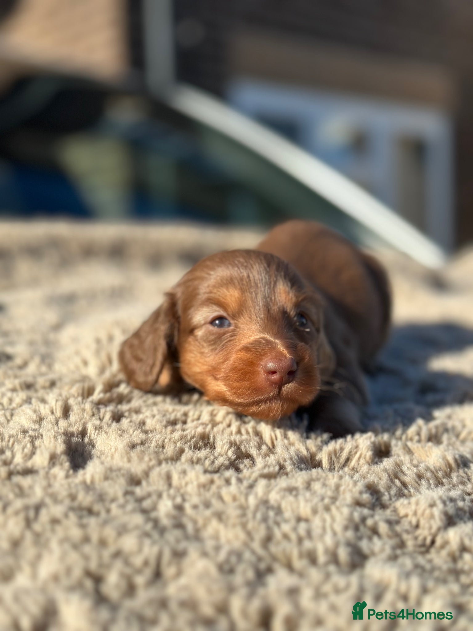 Miniature Dachshund dogs ✨KC PRA CLEAR miniature longhair dachshund  - Advert 5