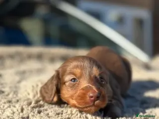 Miniature Dachshund dogs ✨KC PRA CLEAR miniature longhair dachshund - Advert 5