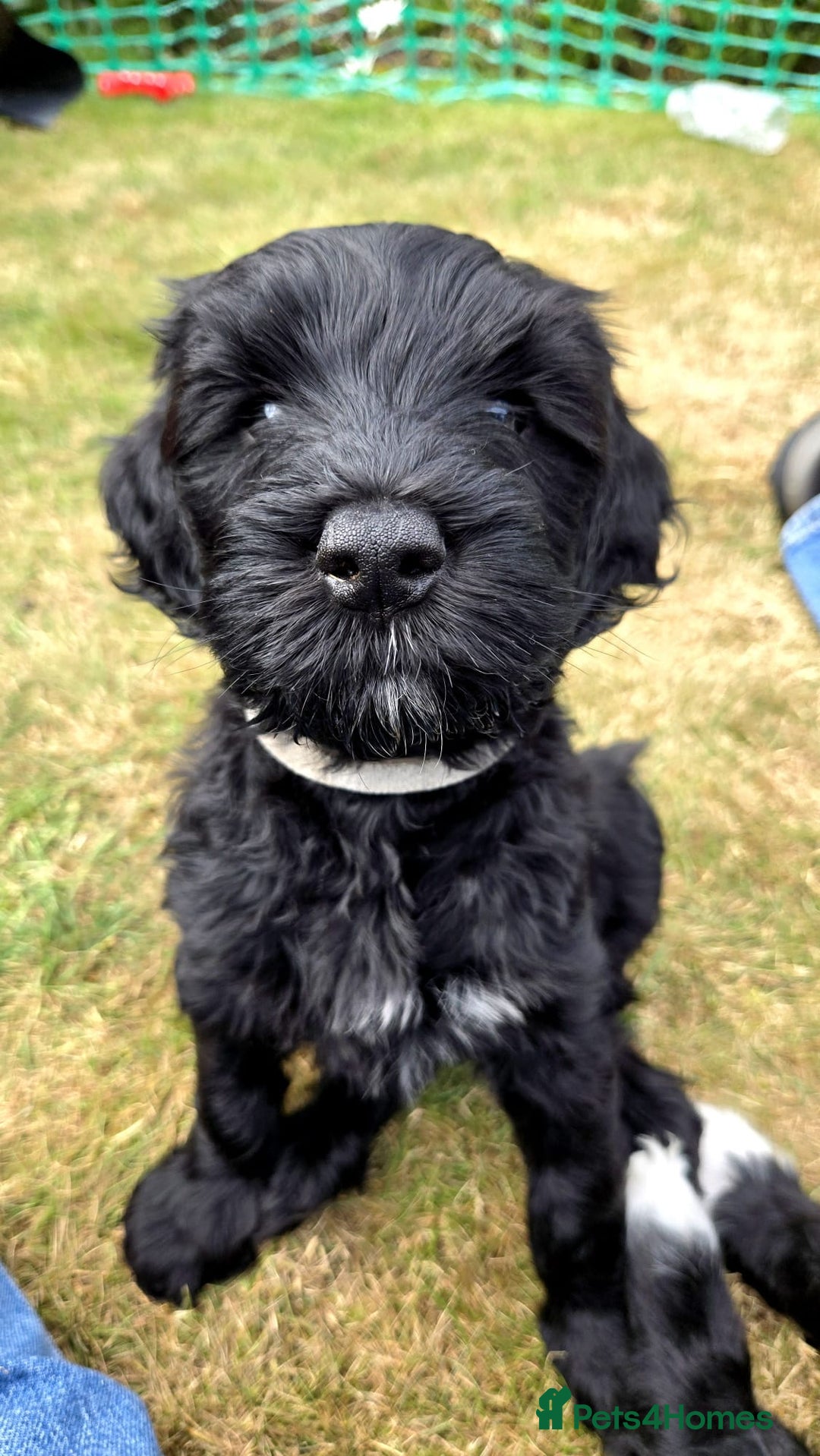 Portuguese Water Dog dogs for sale: Portuguese Water Dog Puppies available now - Image 7