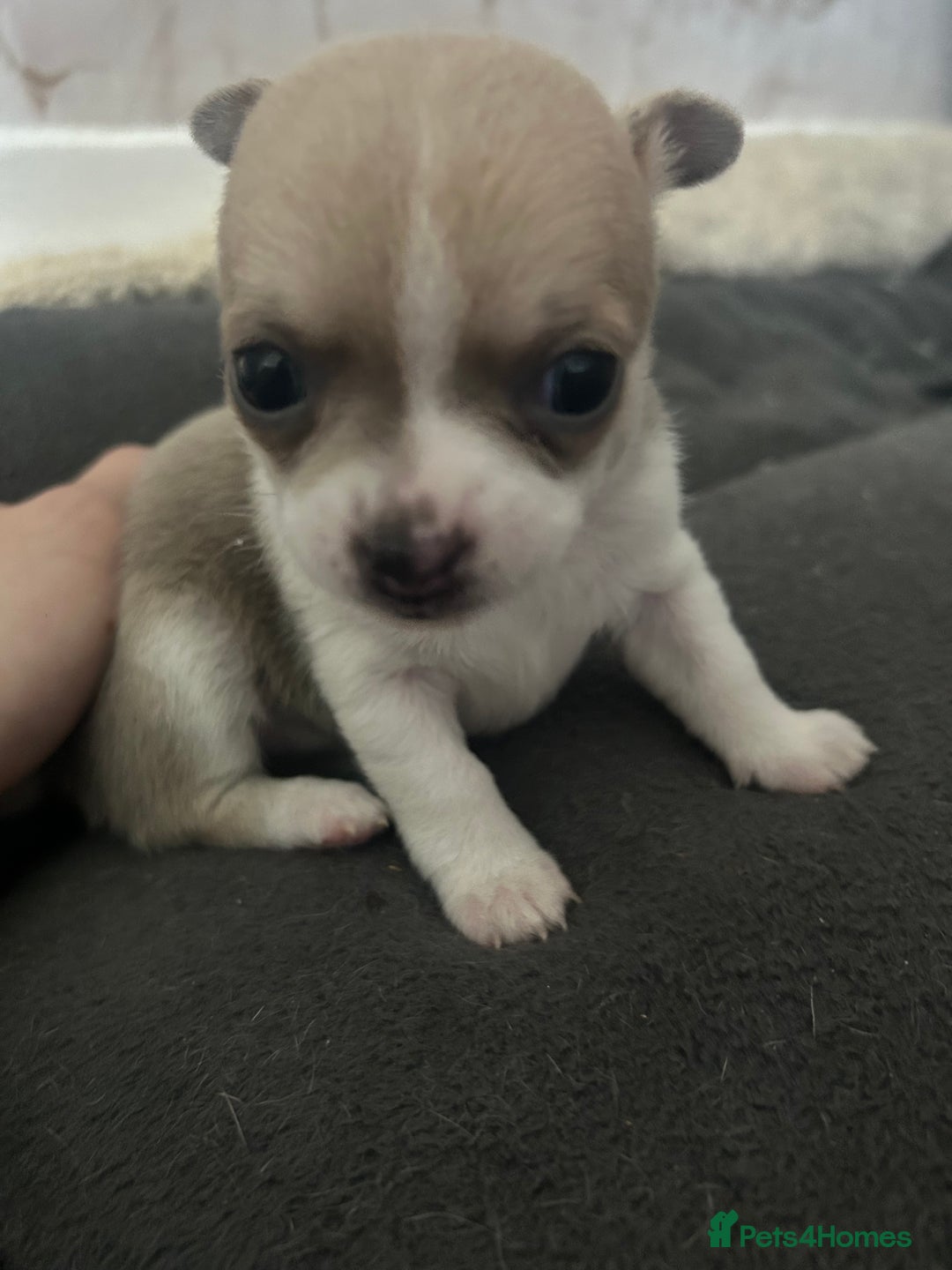 Chihuahua dogs for sale: smooth coat chihuahuas. Only the little boy left  - Advert 26