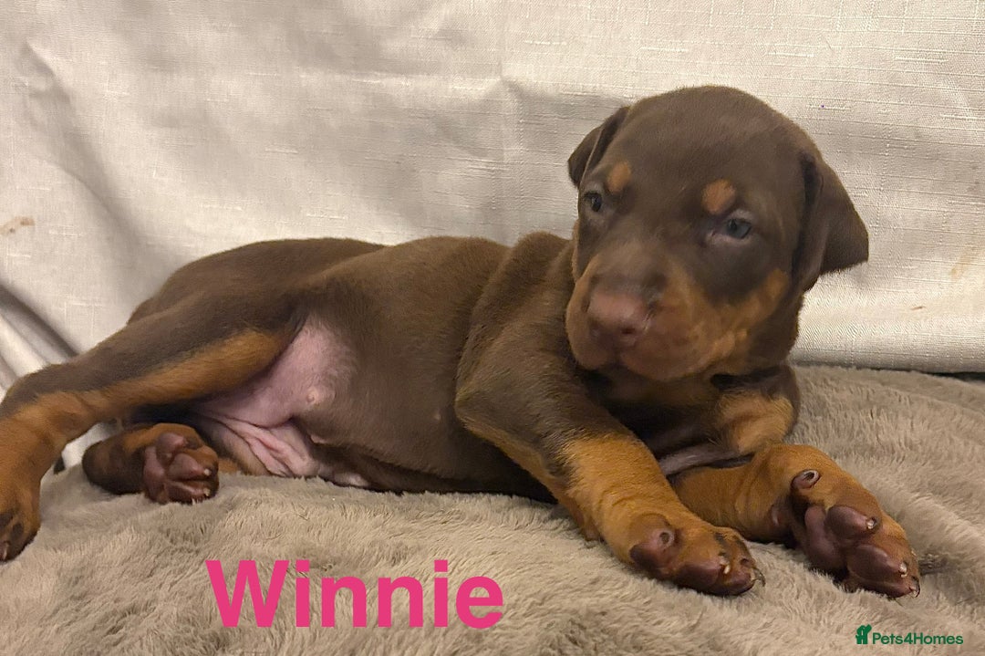 Dobermann dogs for sale: Doberman puppies  - Image 16