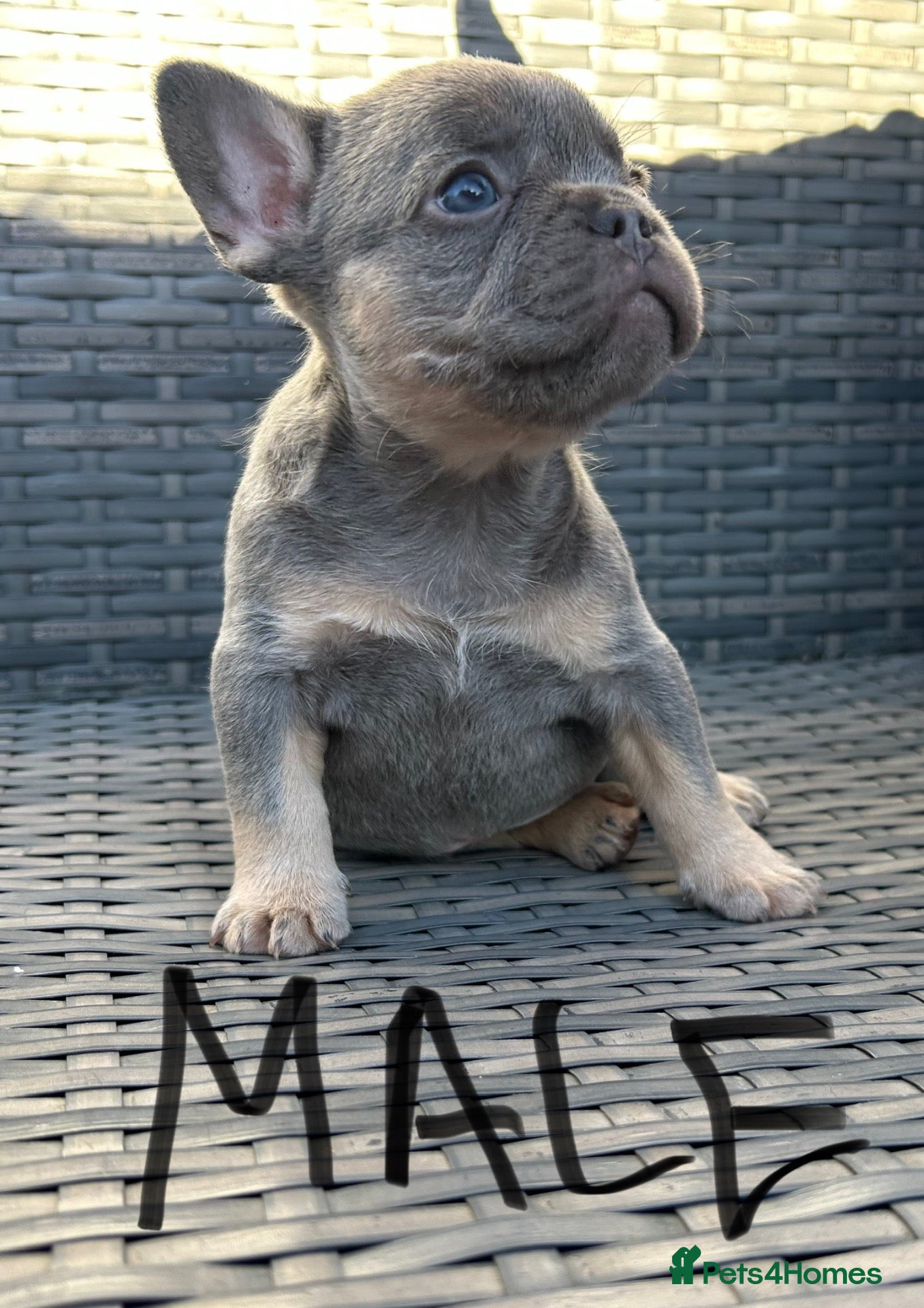 French Bulldog dogs HEALTH TESTED QUALITY FRENCH BULLDOG PUPPIES - Advert 2