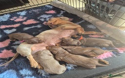 Miniature Dachshund dogs for sale: Miniature dashaund chocolate&tan male  - Image 10