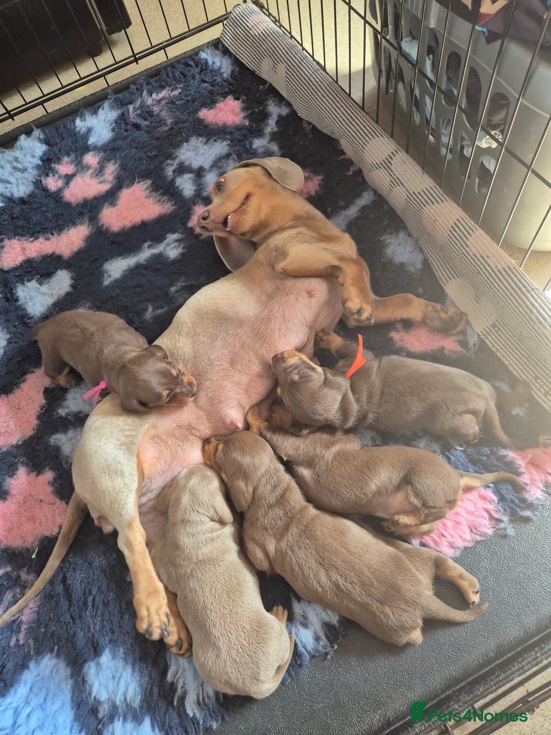 Miniature Dachshund dogs for sale: Miniature dashaund chocolate&tan male  - Image 10