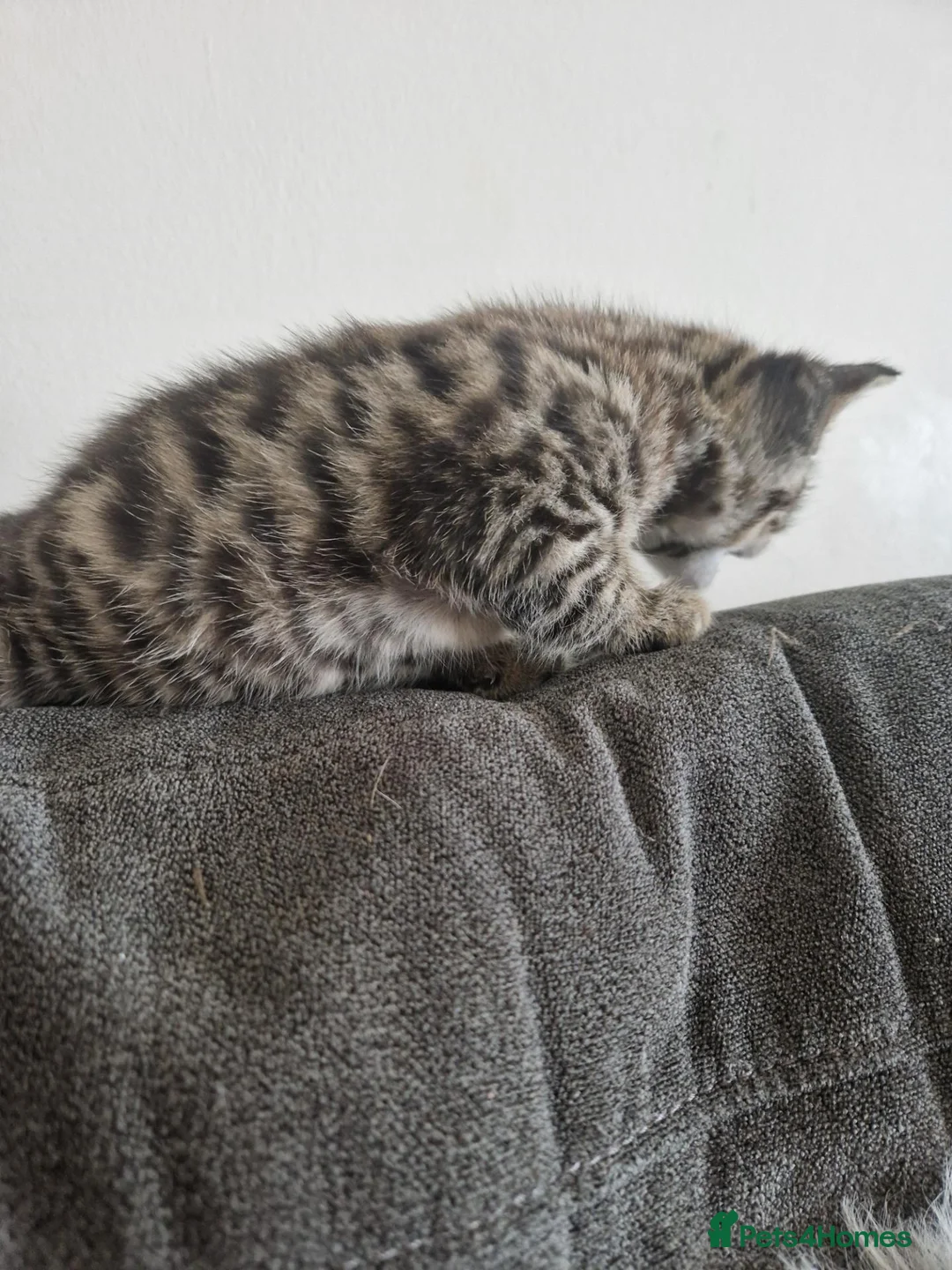 Bengal cats for sale: Gorgeous boy Bengal x kitten in Crawley - Advert 8