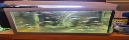 Cichlids fish for sale: Blue electric and Blue Acara 4 months - Advert 1