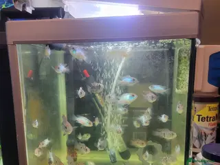 Cichlids fish Blue electric and Blue Acara 4 months - Advert 21