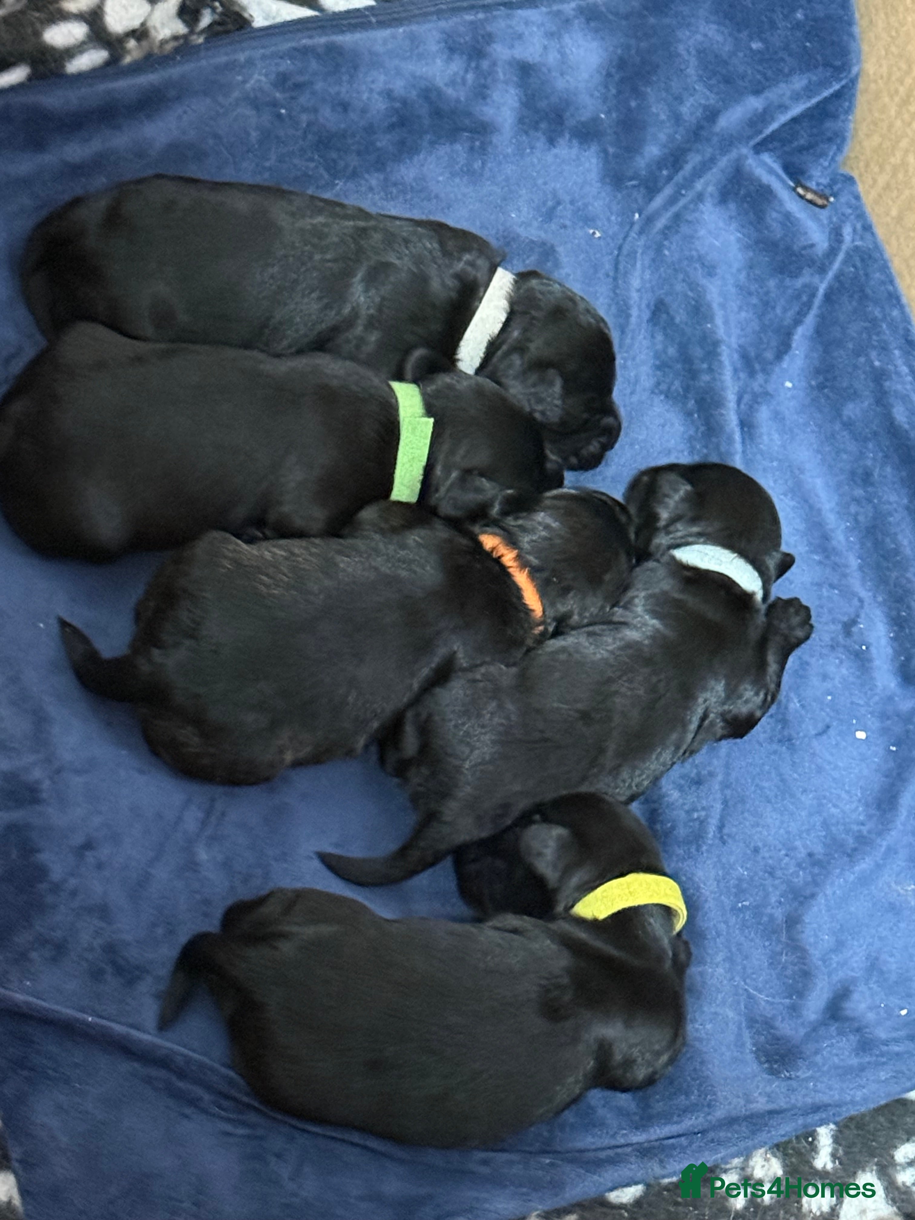 Mixed Breed dogs F1 Schnoodle Puppies all girl Litter ready March  - Advert 2