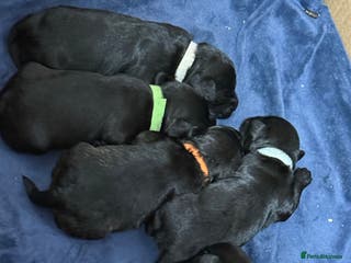 Mixed Breed dogs F1 Schnoodle Puppies all girl Litter ready March - Advert 3