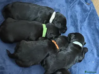 Mixed Breed dogs F1 Schnoodle Puppies all girl Litter ready March - Advert 4