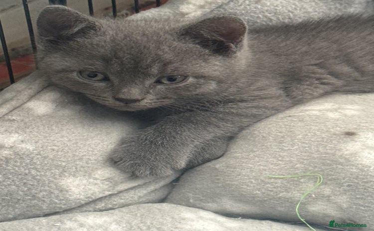 British Shorthair cats - Advert 3