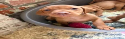 Hungarian Vizsla dogs for sale: Smooth haired Hungarian vizsla puppies  - Advert 7