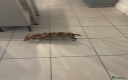 Miniature Dachshund dogs for sale: Kc reg min  Dachshund babies  - Image 12