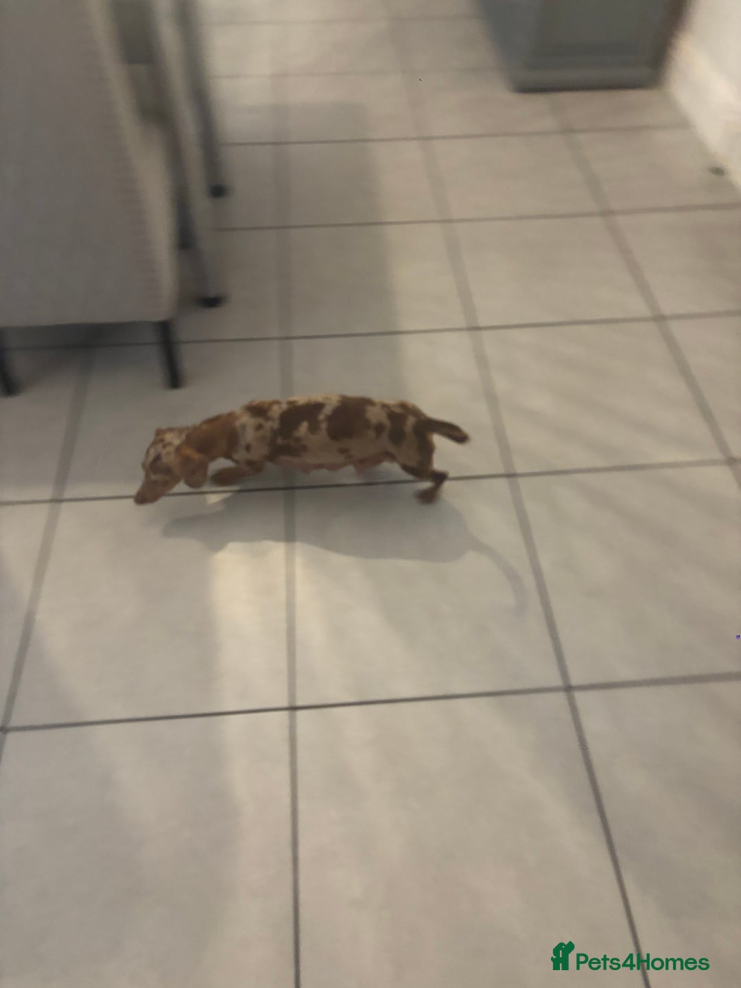 Miniature Dachshund dogs for sale: Kc reg min  Dachshund babies  - Image 12