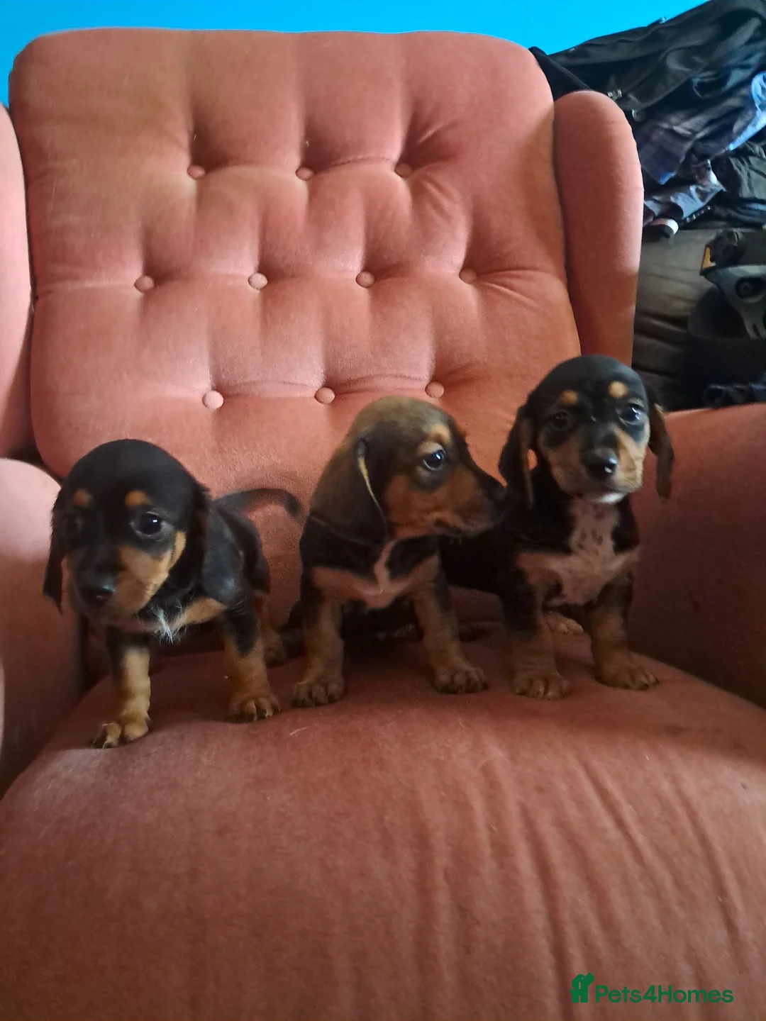 Jackshund dogs for sale: Miniature dachshund x miniature jack russell pups - Advert 2
