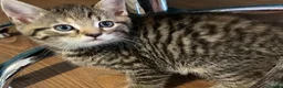 Mixed Breed cats for sale: 6 Adorable Kittens - Advert 6