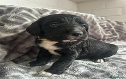 Cocker Spaniel dogs for sale: Cocker Spaniel Puppies *For Sale* - Image 6