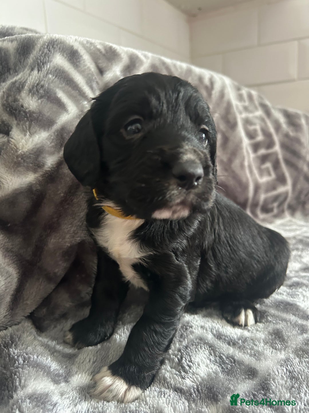 Cocker Spaniel dogs for sale: Cocker Spaniel Puppies *For Sale* - Image 6