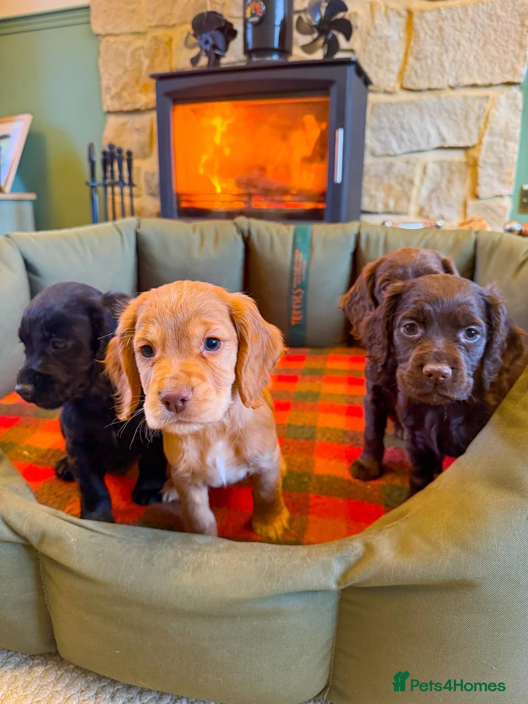 Cocker Spaniel dogs for sale: Outstanding Working Cocker Spaniel Puppy Female - Advert 9